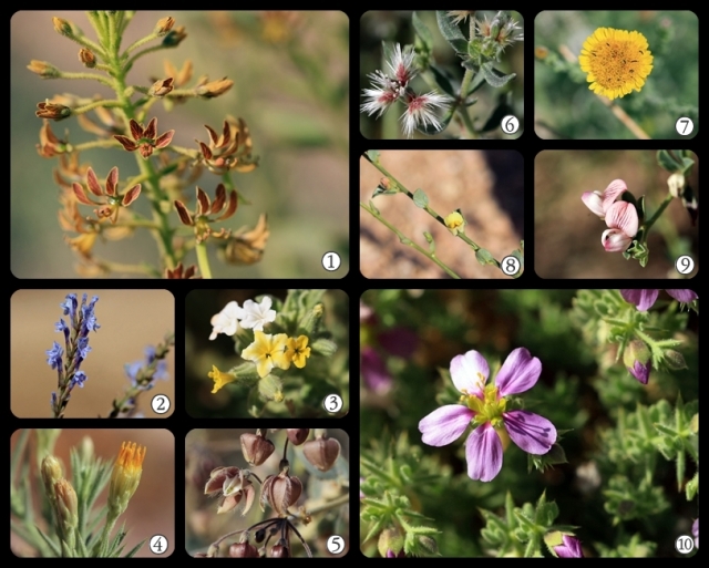 wildflower collage