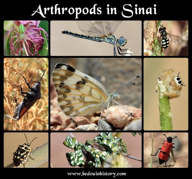 arthropod collage